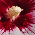 Hibiskus