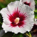 Hibiskus