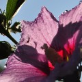 Hibiskus