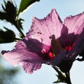 Hibiskus