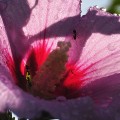 Hibiskus