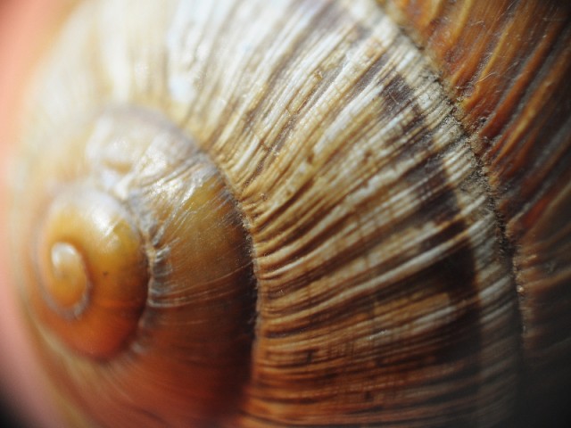 Weinbergschnecke