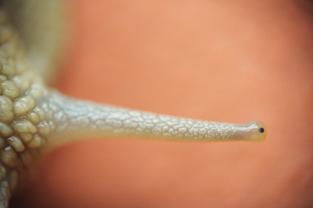 Weinbergschnecke