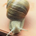 Weinbergschnecke