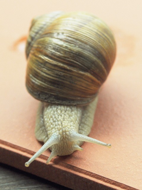 Weinbergschnecke