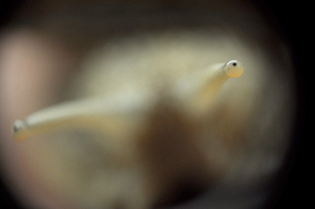 Weinbergschnecke