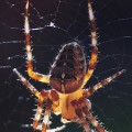 Spinne