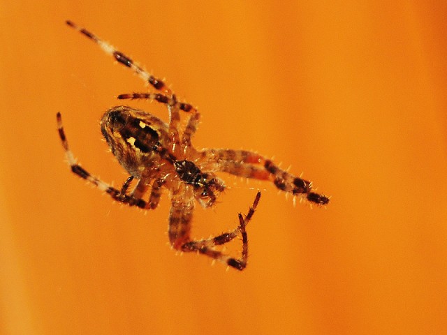 Spinne