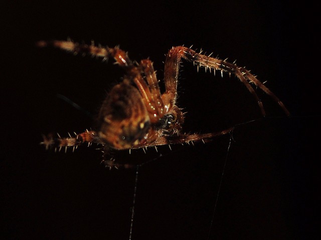 Spinne