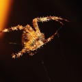 Spinne