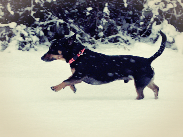 Kleiner Hund im Schnee