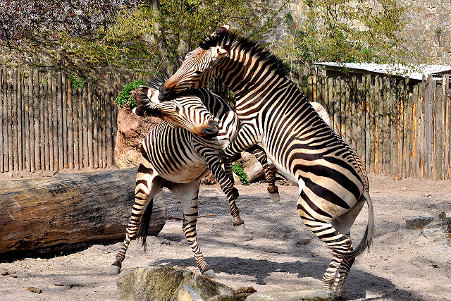 Zoo Landau - Zebra