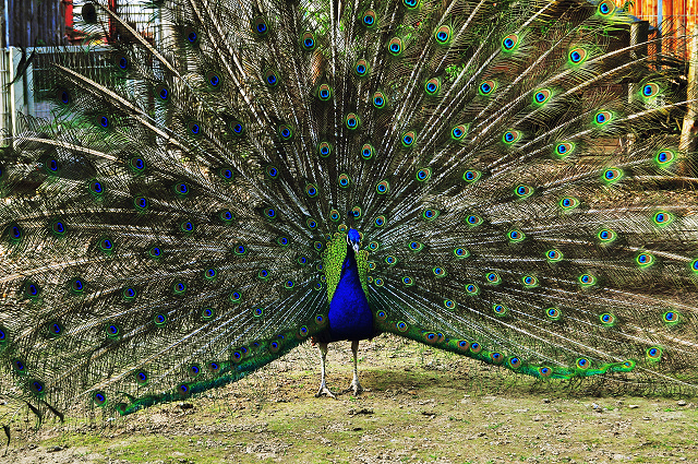 Zoo Landau - Pfau