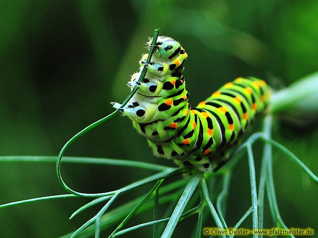 Schwalbenschwanz Raupe (Papilio machaon)