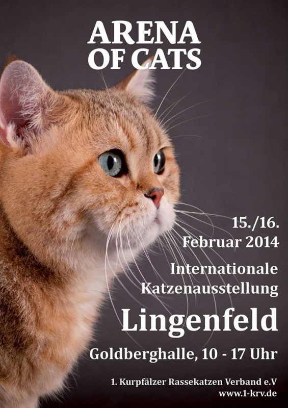 Arena of Cats in Lingenfeld