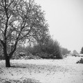 141227_115823_weingarten_schnee